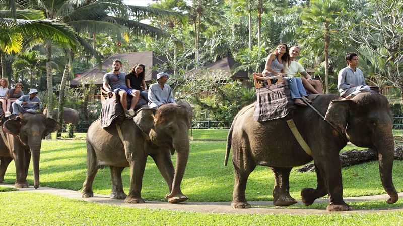tempat wisata di Bali - Elephant Safari Park