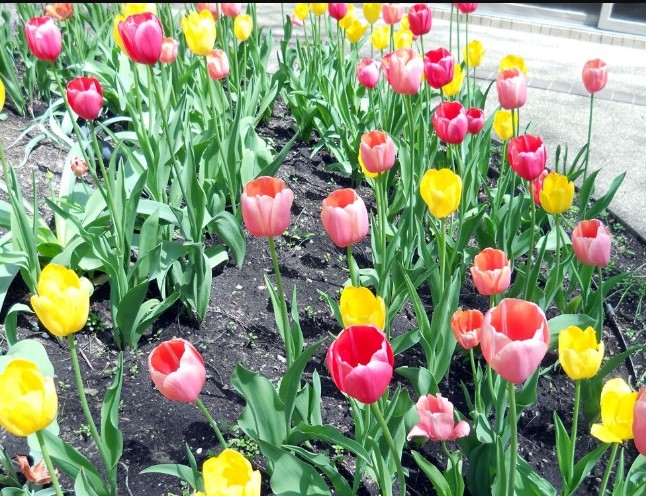 Budi Daya Bibit Bunga Tulip