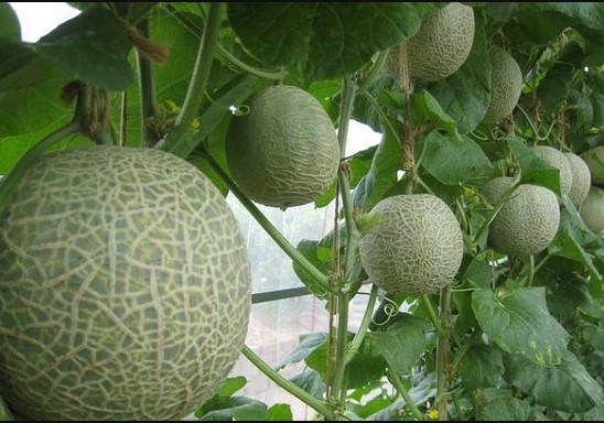 Tanaman Buah Melon Hidroponik